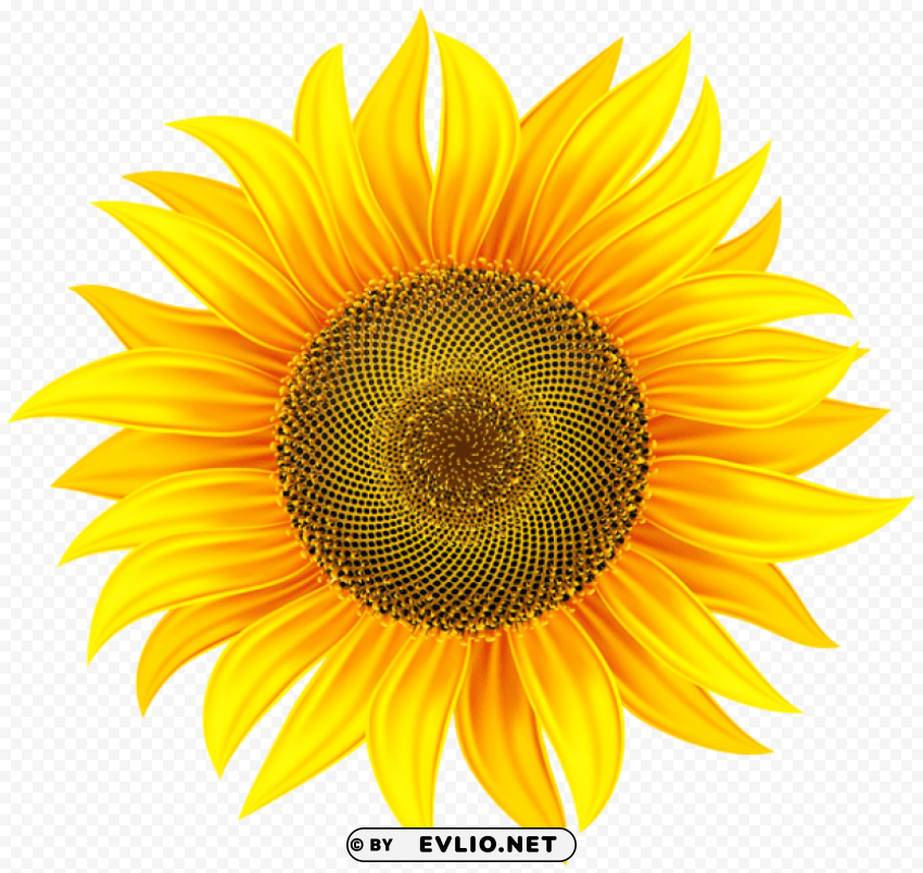 sunflower Transparent PNG graphics variety