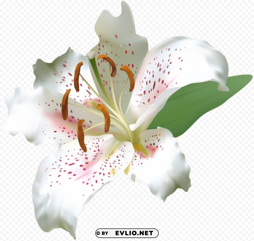 white deco lily flower Clear PNG
