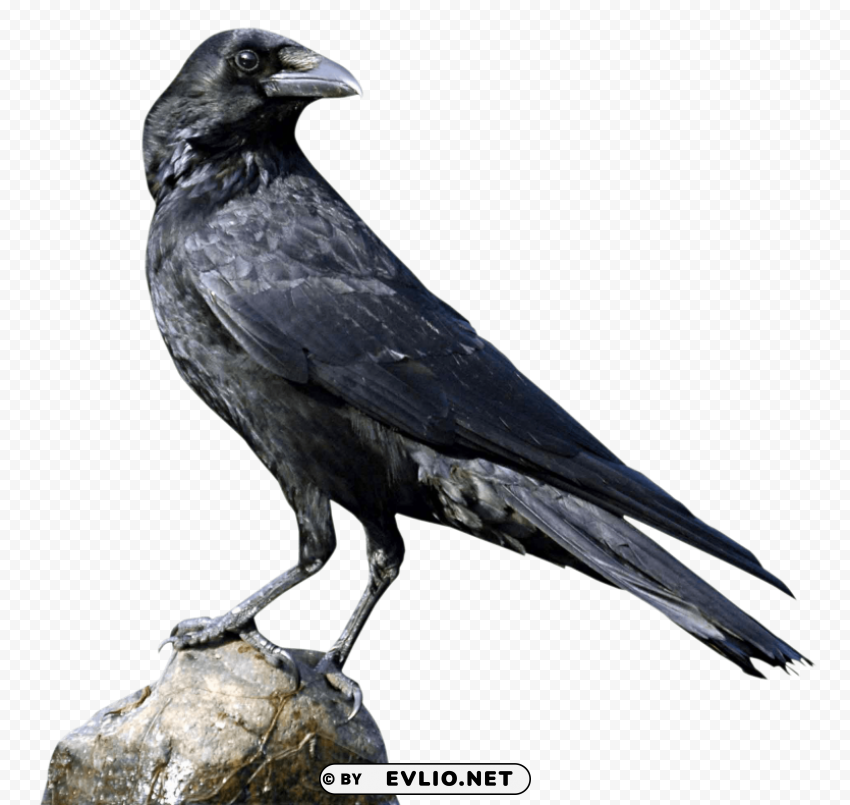 Crow PNG transparent graphics bundle