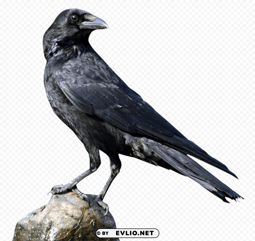 Crow PNG Transparent Graphics Bundle