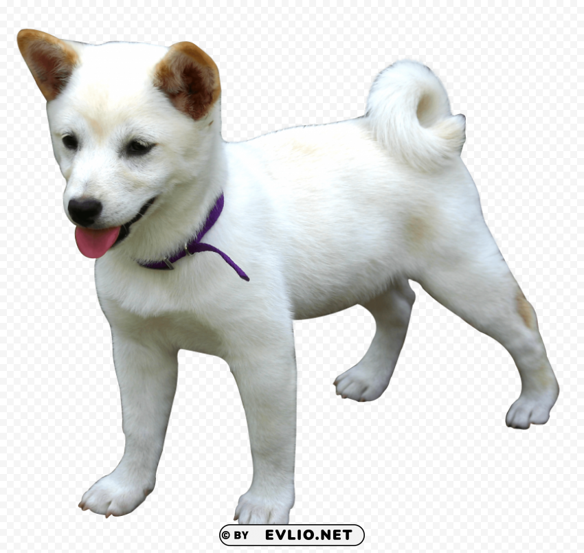 Dog Transparent graphics PNG