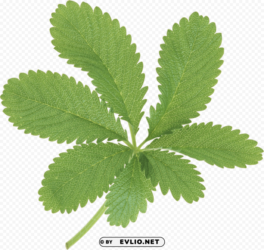 PNG image of green leaves Isolated Design Element in HighQuality PNG with a clear background - Image ID 028e01a8