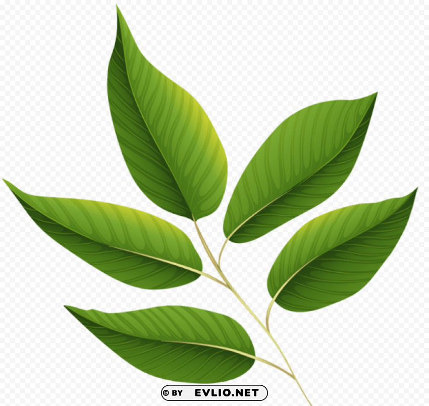 green leaves PNG Graphic Isolated with Transparency clipart png photo - d543afcd