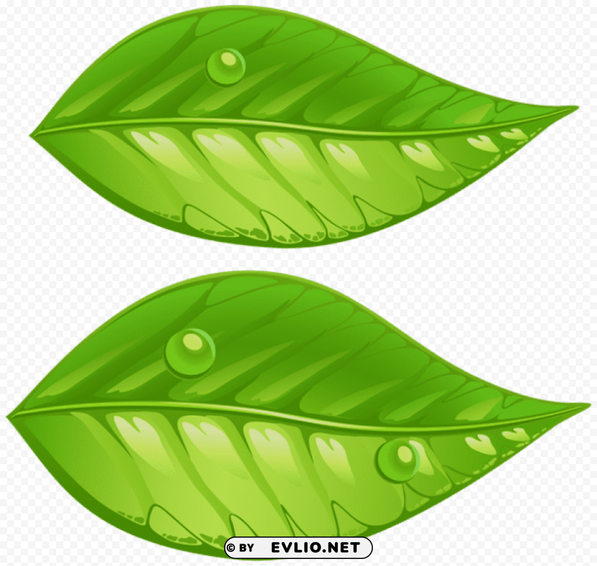 green leaves Transparent PNG image