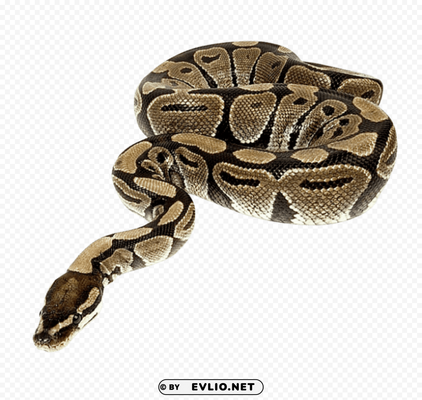 python Isolated Character on Transparent Background PNG