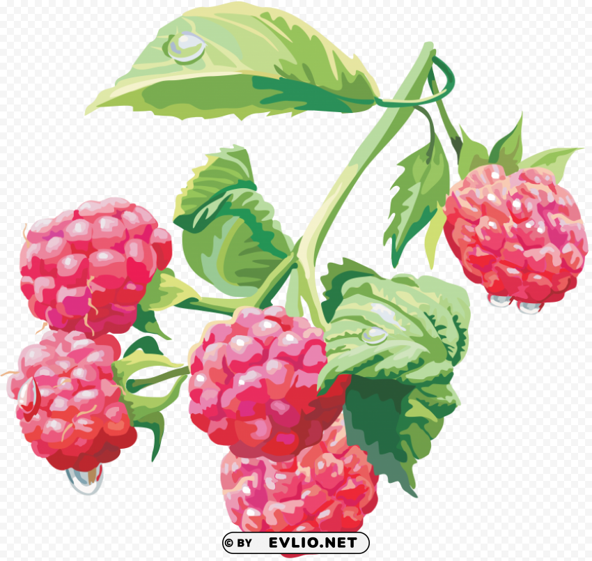rasberry drawing PNG images with transparent canvas variety