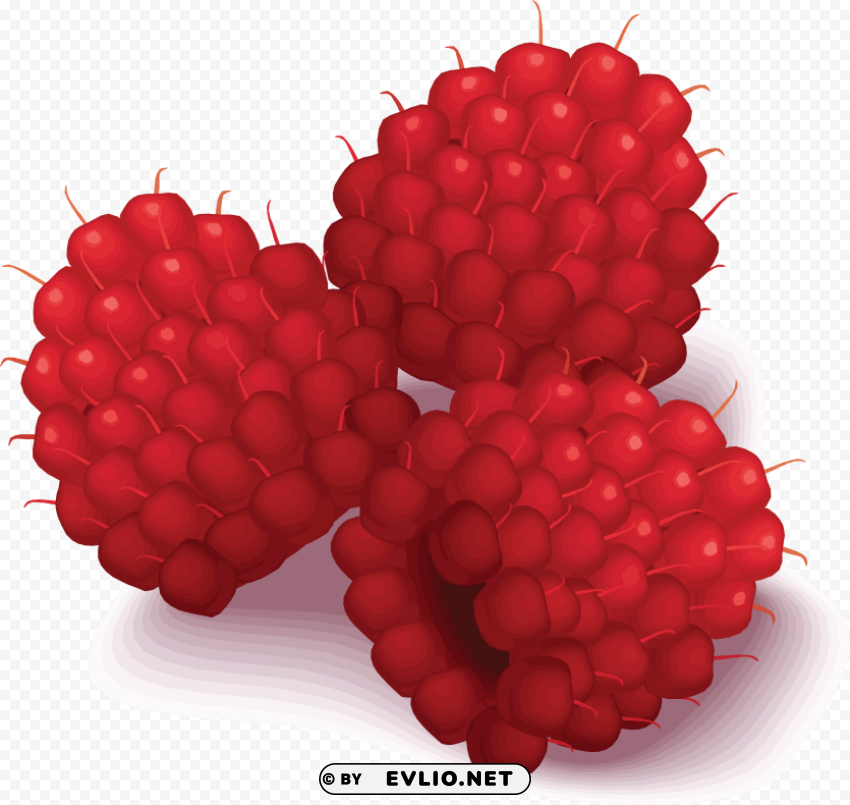 rasberry drawing Transparent PNG Illustration with Isolation clipart png photo - daf1958a