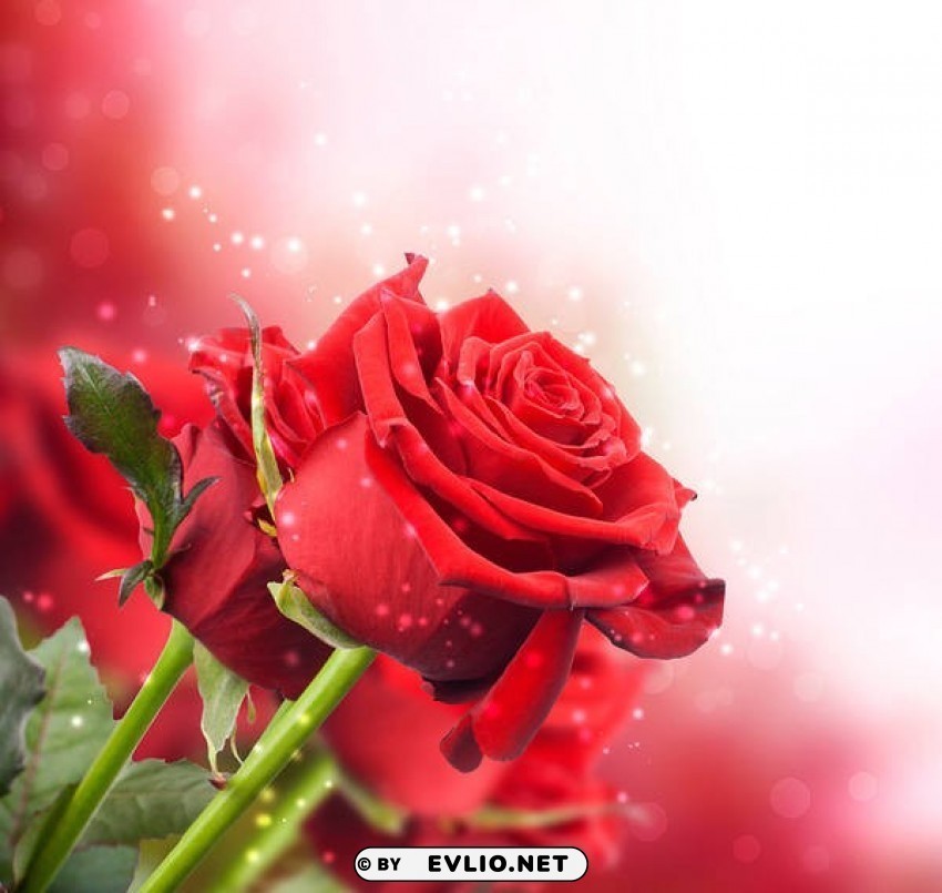 red roses pretty Clear PNG