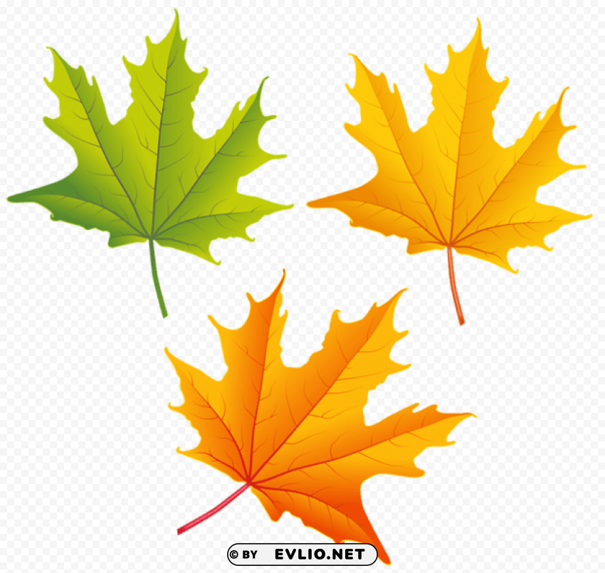 set of autumn leaves PNG images for merchandise