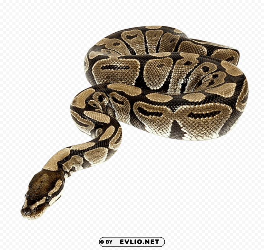 snake PNG with no bg png images background - Image ID f2d57844