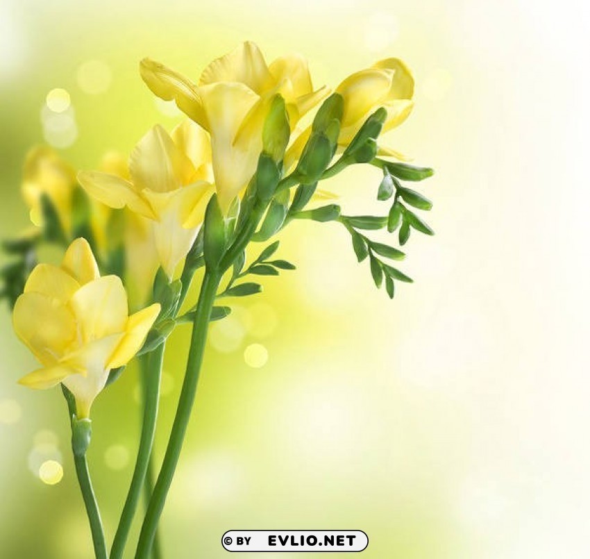 springwith yellow freesia Free PNG images with clear backdrop