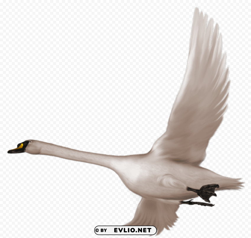 swan in flight free Clear Background PNG Isolation