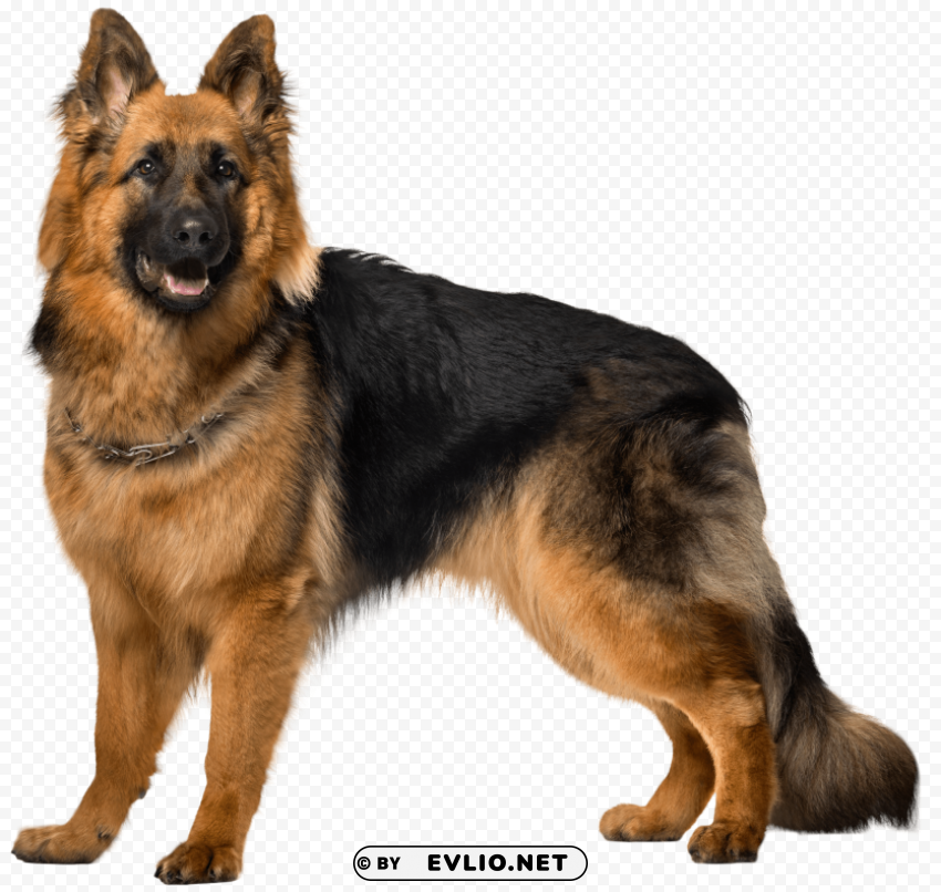 dog german shepherd PNG icons with transparency