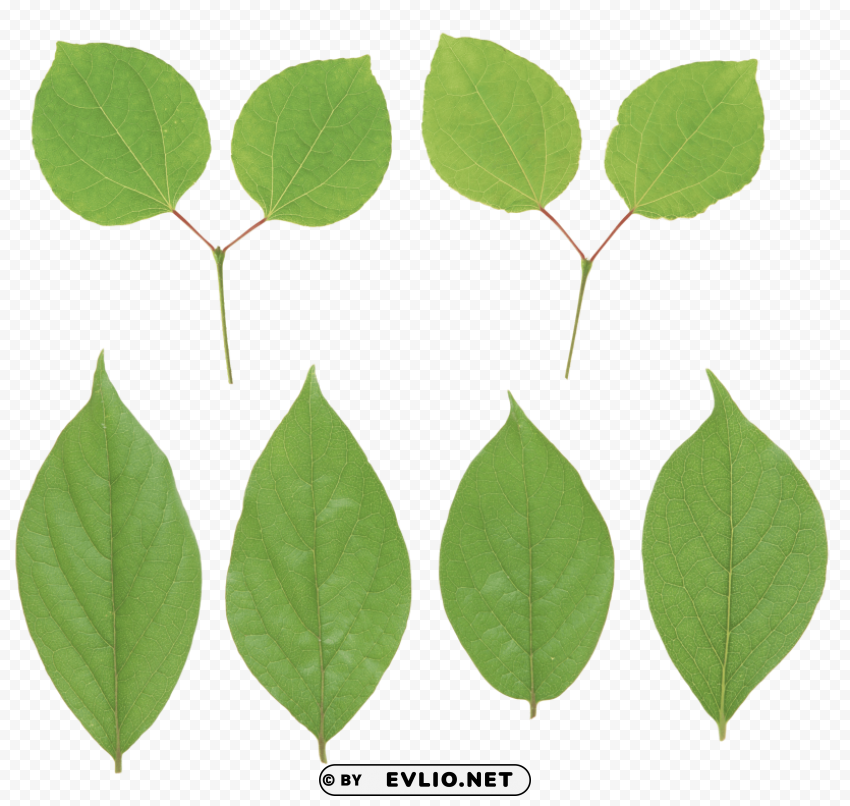 PNG image of green leaves Isolated Element with Clear PNG Background with a clear background - Image ID e11e920c