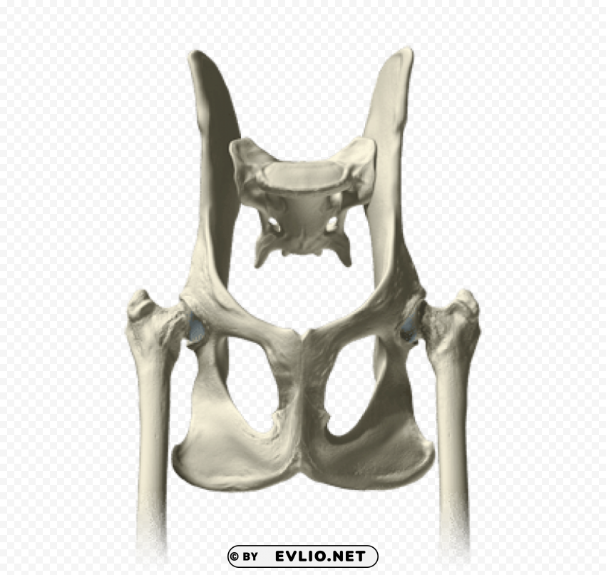 pelvis bones PNG pictures with no background