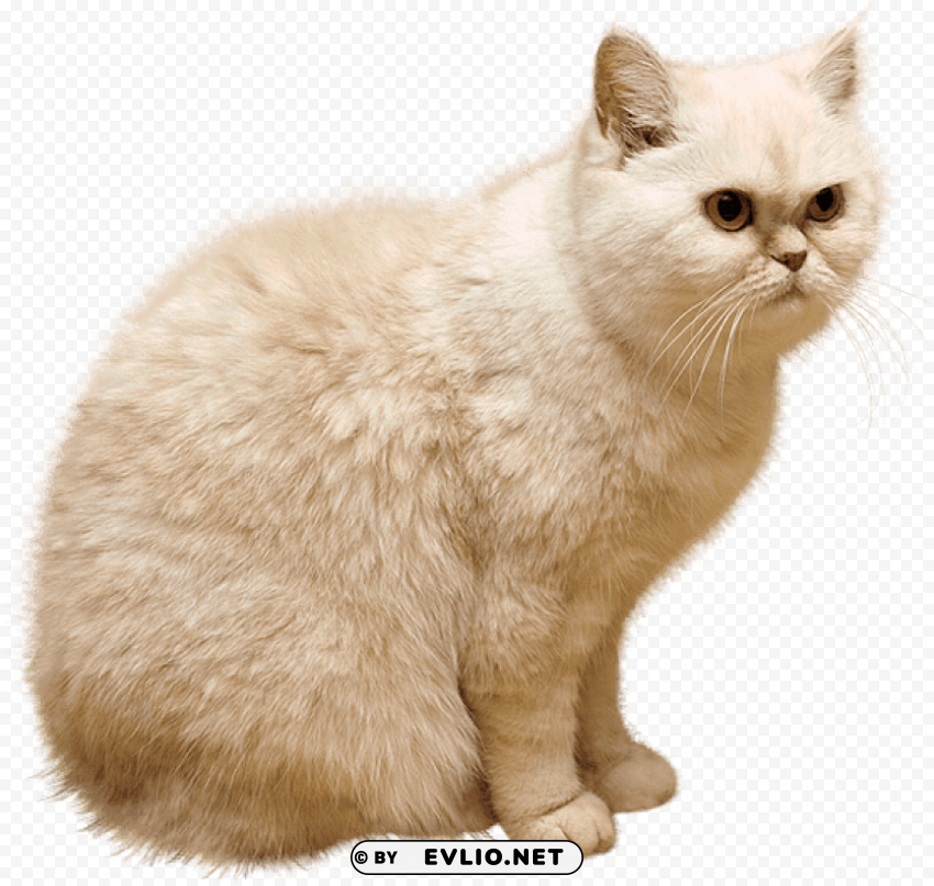 cat looking right PNG files with no background assortment