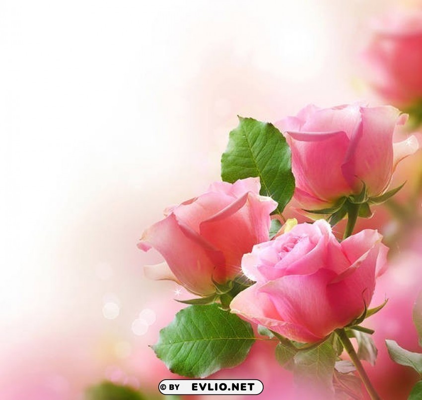 cute pink roses Clear pics PNG