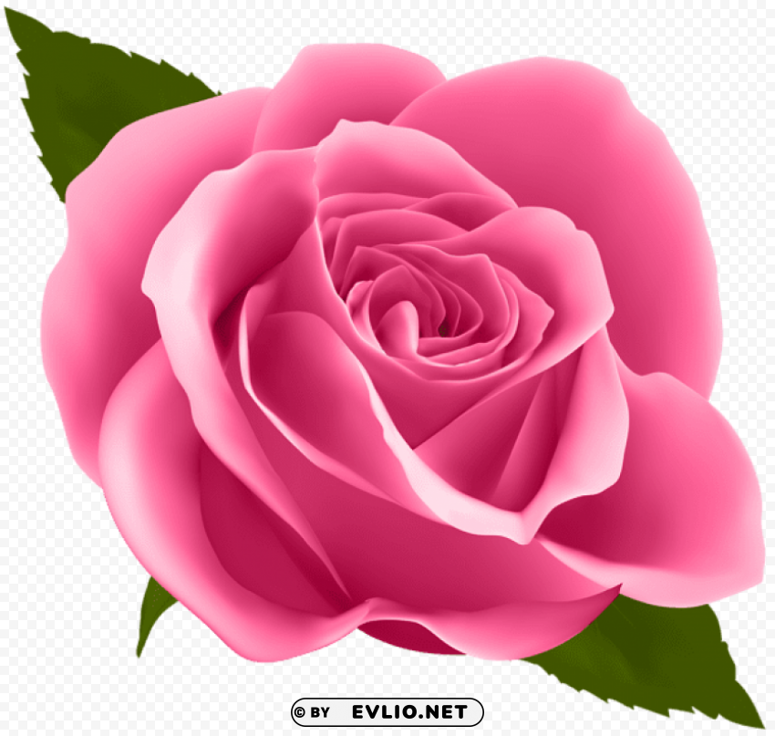 Pink Rose PNG For Online Use