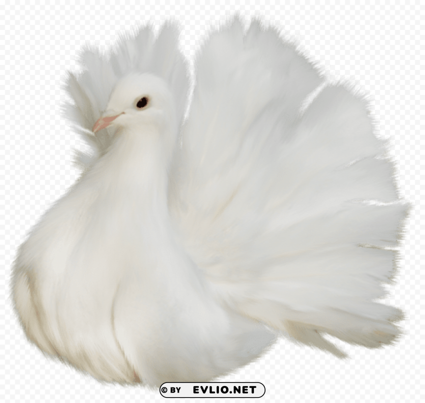 white beautiful delicate dovepicture Clear Background PNG Isolated Element Detail