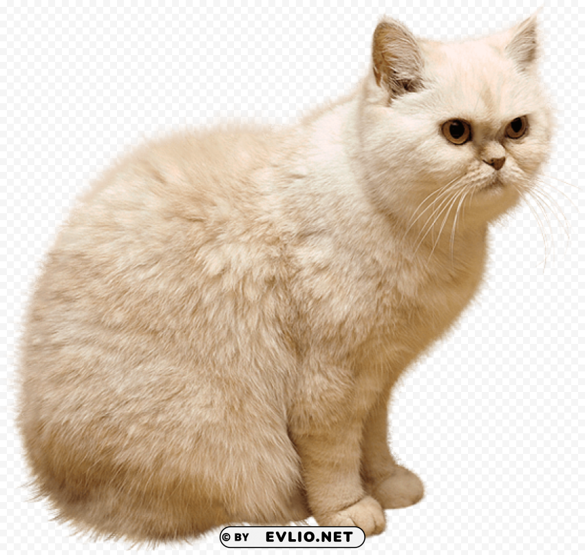 white cat Isolated PNG Object with Clear Background