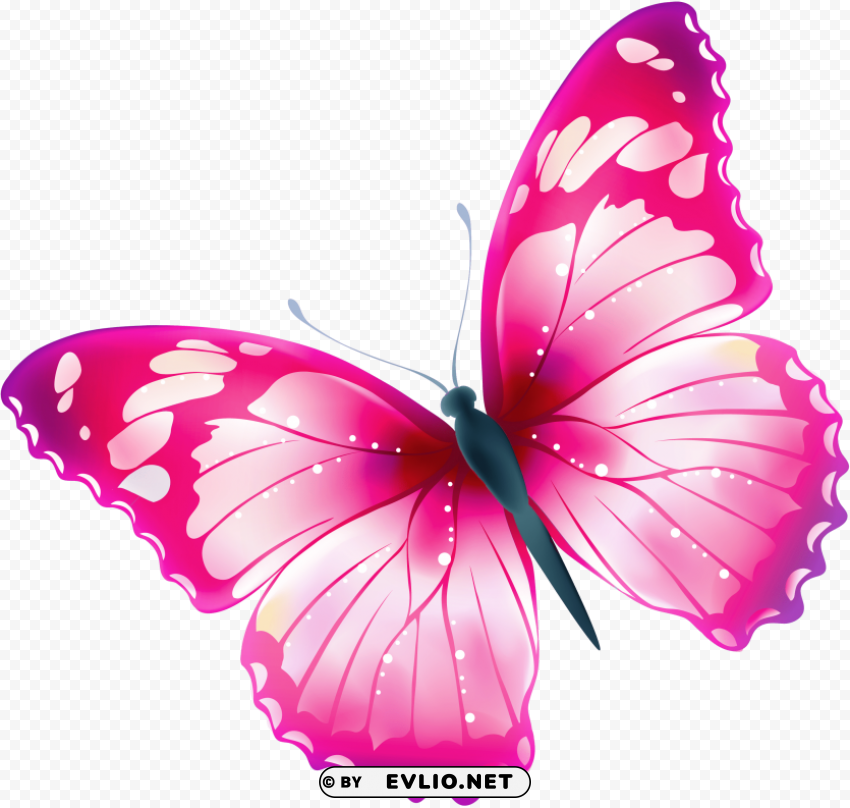 butterfly Isolated Item with Clear Background PNG