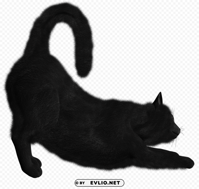 cat Isolated Subject with Transparent PNG