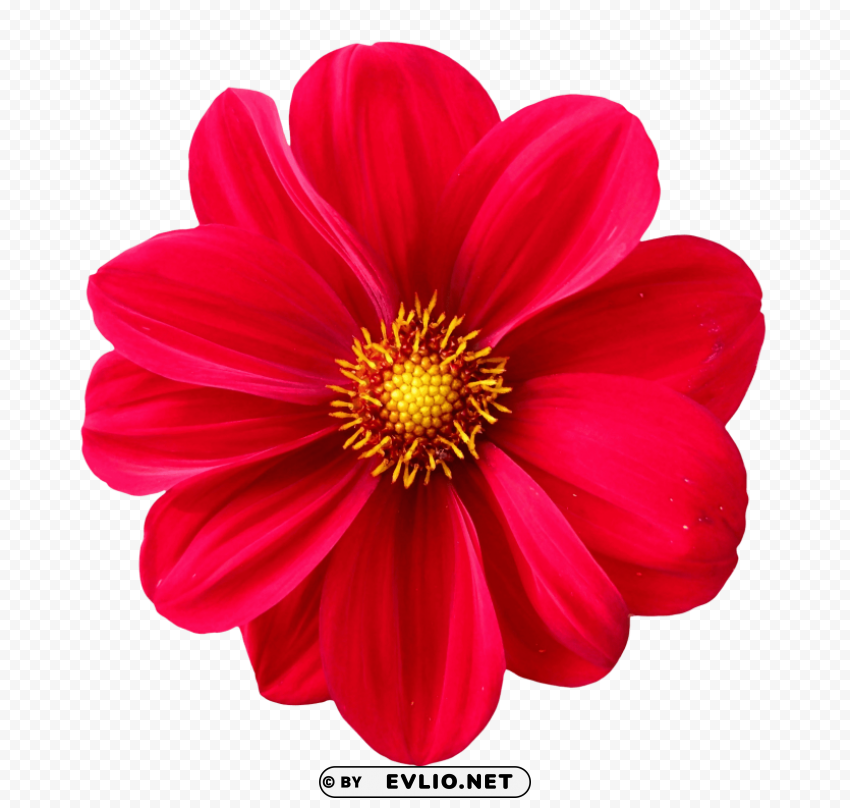 dahlia flower Transparent PNG Isolated Subject Matter
