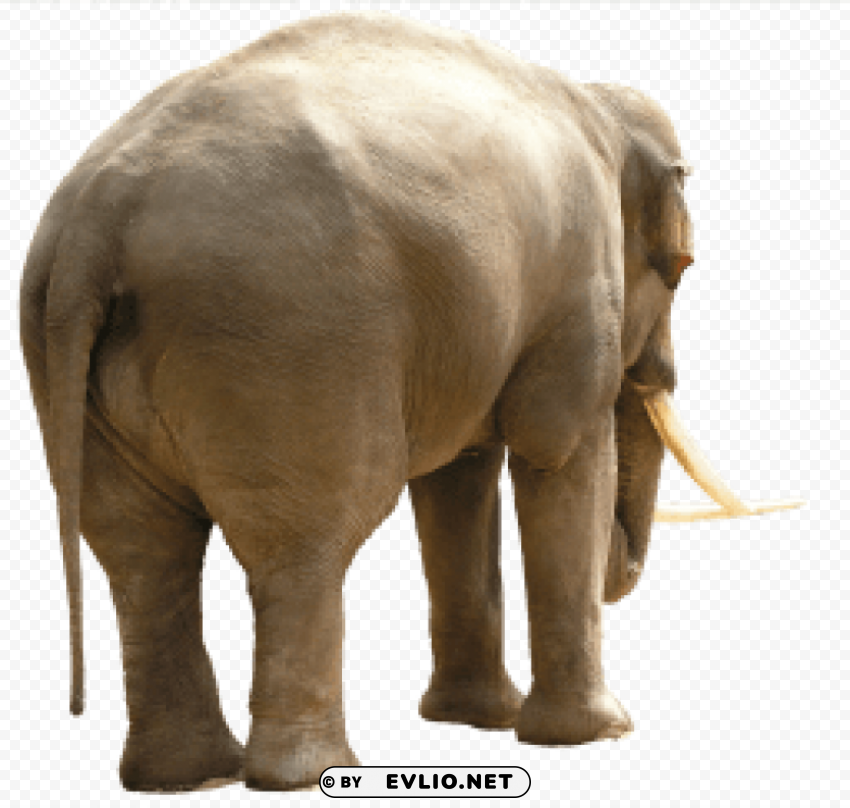 elephant PNG images with no background free download