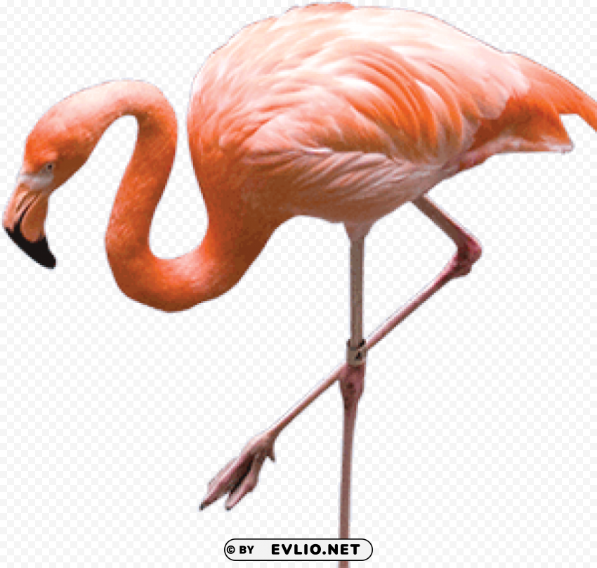 flamingo ClearCut Background Isolated PNG Design