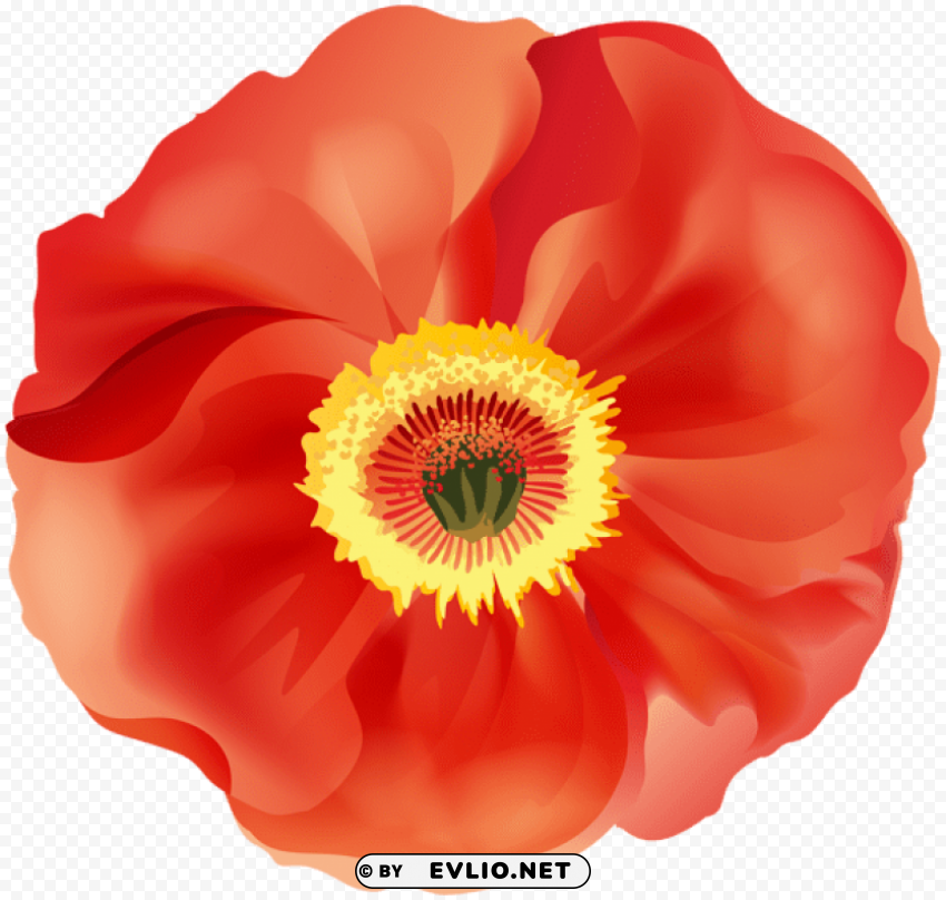 poppy Isolated Design Element in HighQuality Transparent PNG