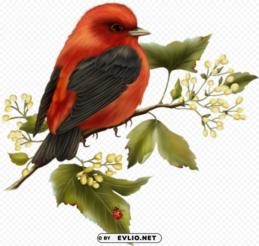 Red And Black Bird Free High-definition Transparent PNG