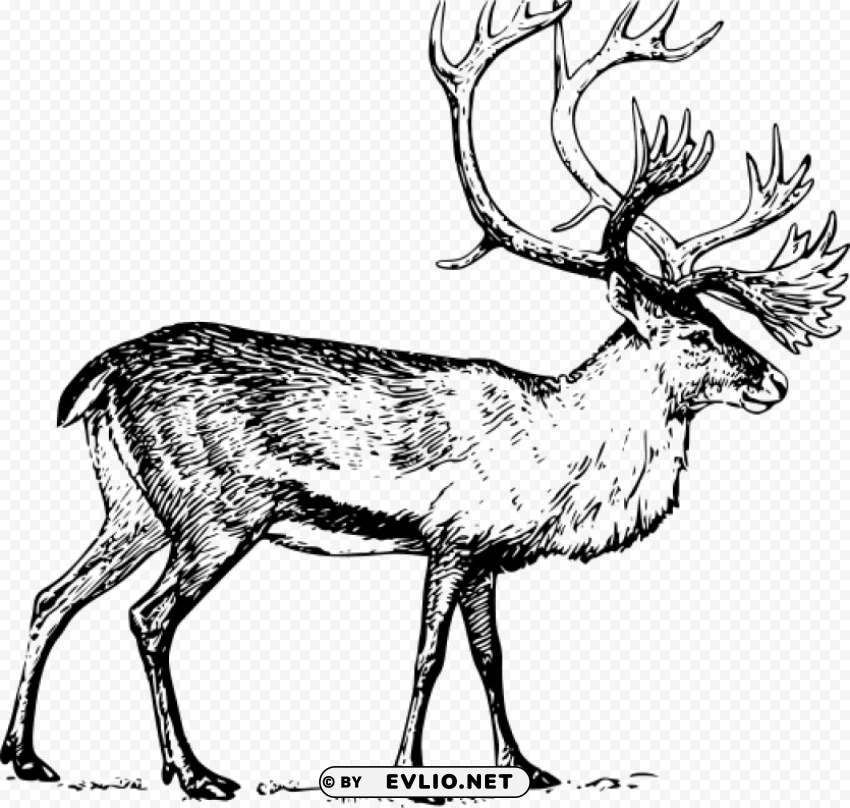 reindeer caribou drawing black and white PNG images with no attribution