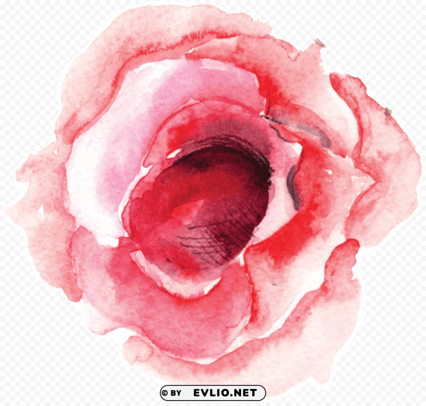 rose PNG transparent backgrounds PNG transparent with Clear Background ID 51b2aa9a