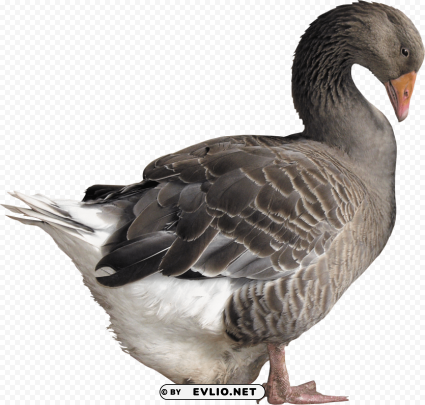 goose HighResolution Isolated PNG Image