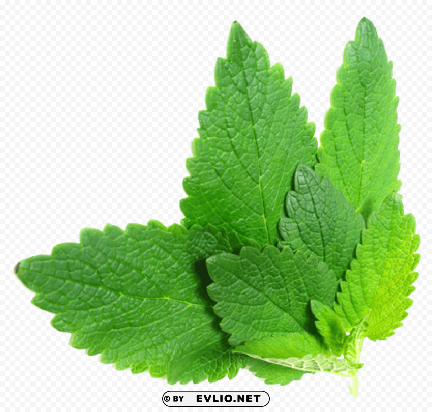 Herb Transparent PNG Images Free Download