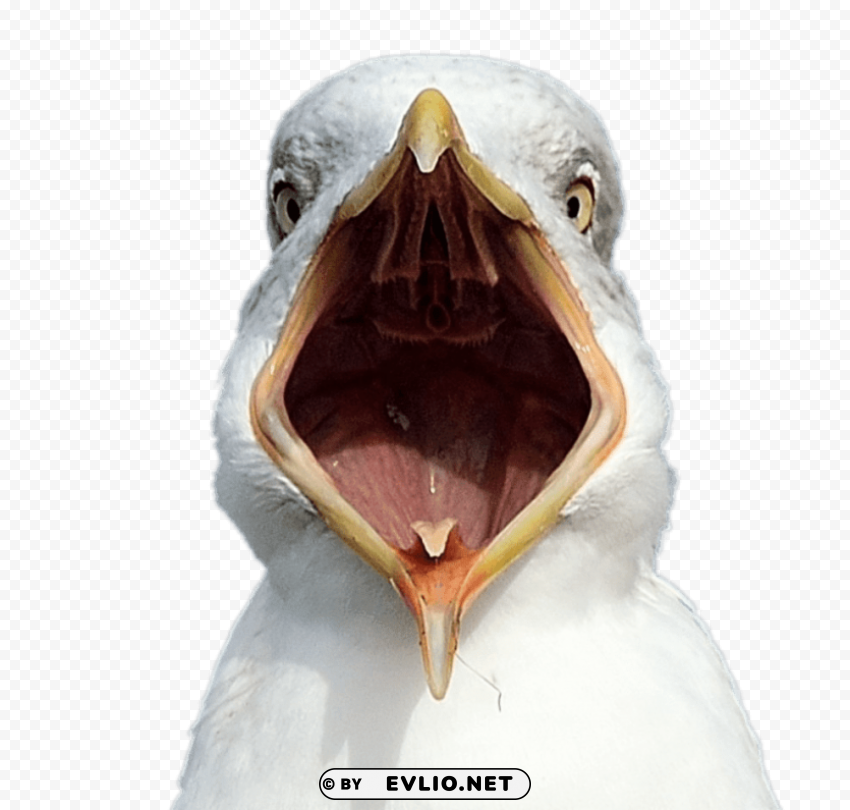 seagull open beak PNG Graphic with Clear Isolation