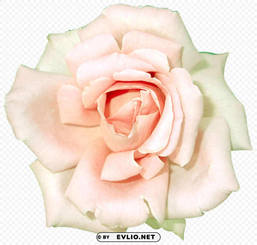 white rose PNG with no registration needed