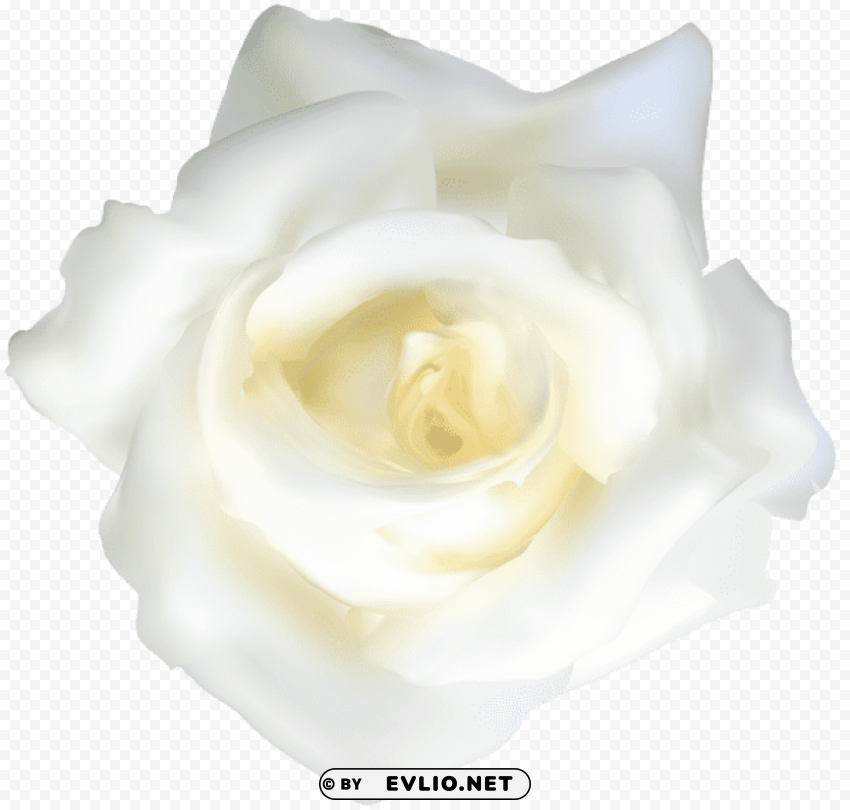 white rose transparent PNG images with clear alpha channel broad assortment