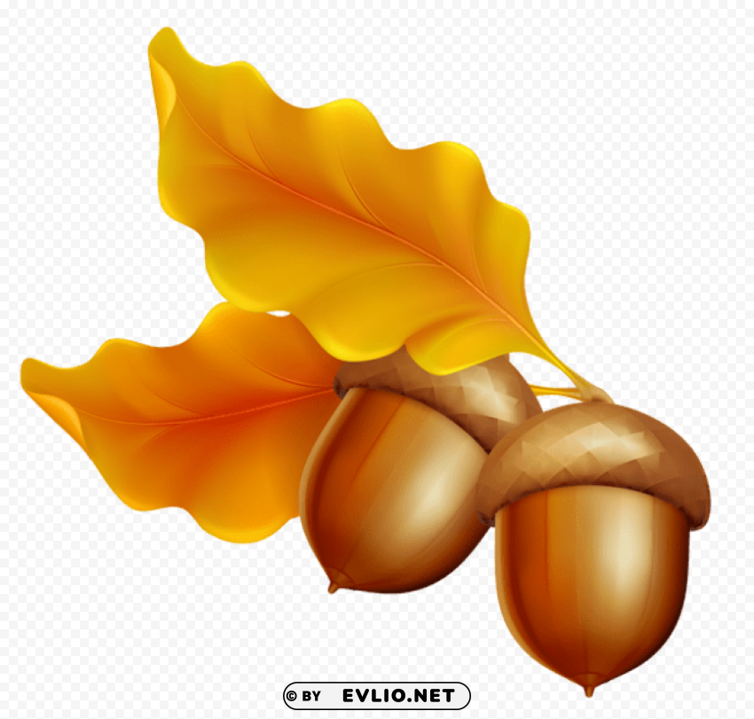 acorn PNG Graphic with Isolated Clarity