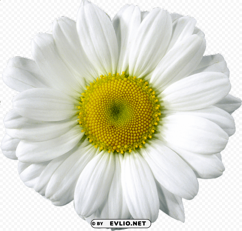 daisy s Isolated Item with HighResolution Transparent PNG