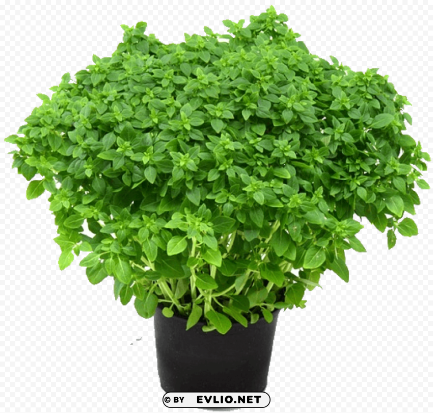 PNG image of herb free Transparent PNG images for digital art with a clear background - Image ID c47d88ca
