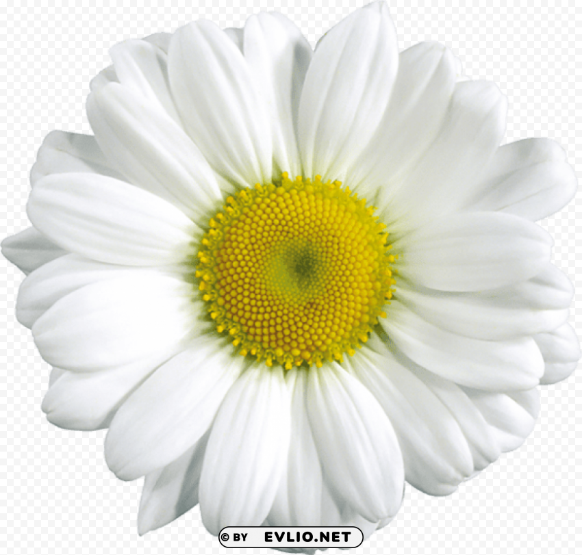 large daisy Isolated Graphic Element in Transparent PNG