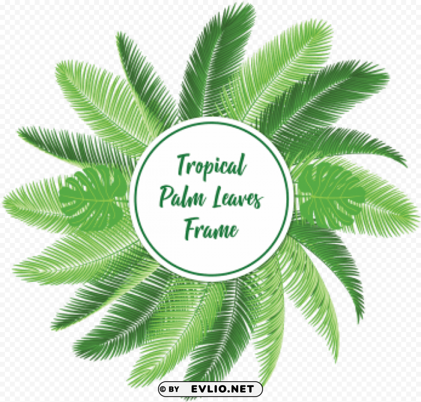 Palm Leaf Vector Isolated Graphic On Clear Background PNG
