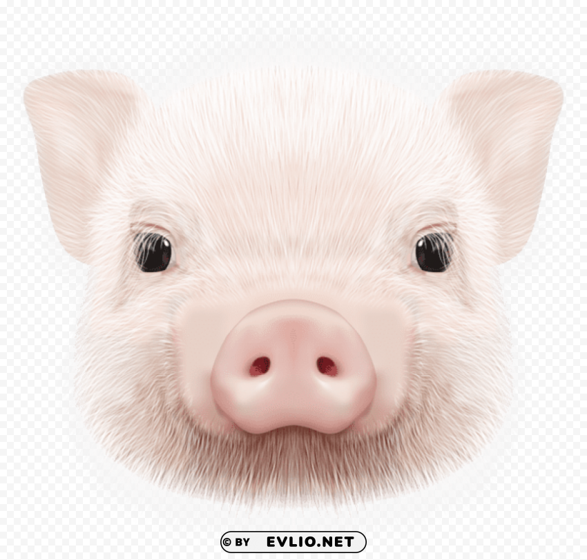 pig head PNG files with transparent backdrop