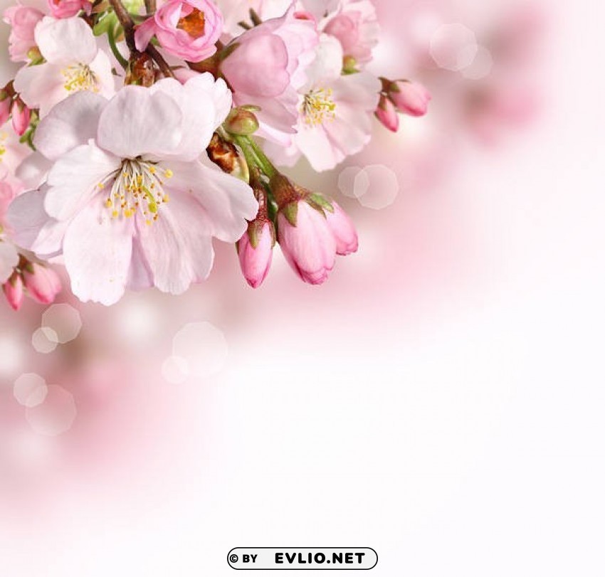 pink spring branch Clear PNG graphics free