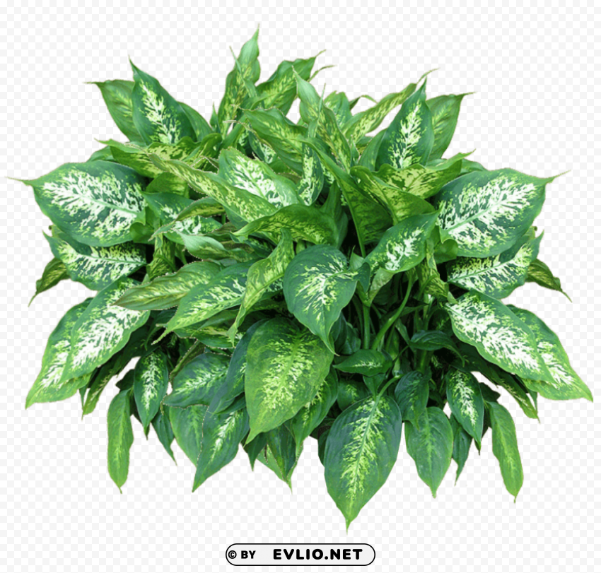 PNG image of plants free download PNG clear images with a clear background - Image ID 61d95eba