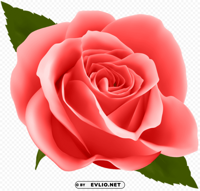 red rose PNG for free purposes