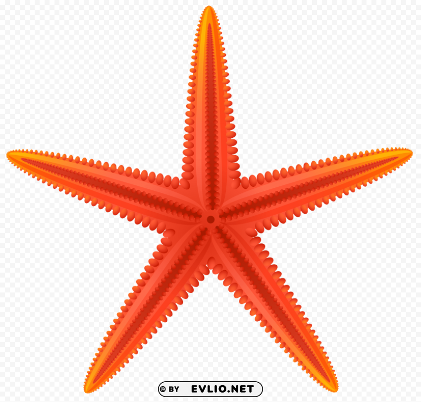 red starfish Transparent PNG picture
