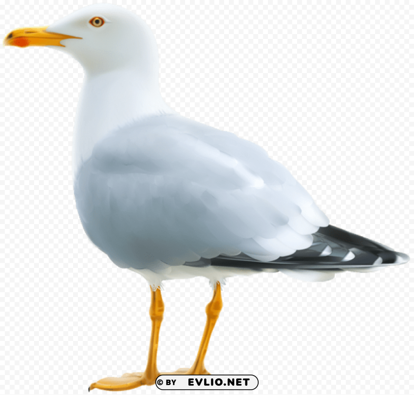 seagull High-resolution transparent PNG images variety