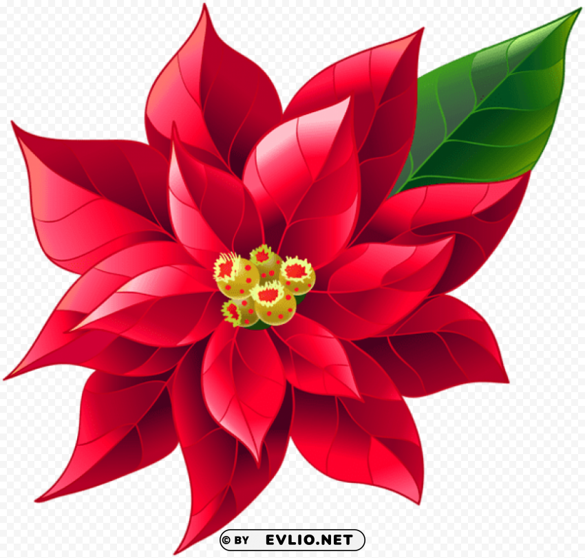 xmas poinsettia PNG images with transparent canvas assortment